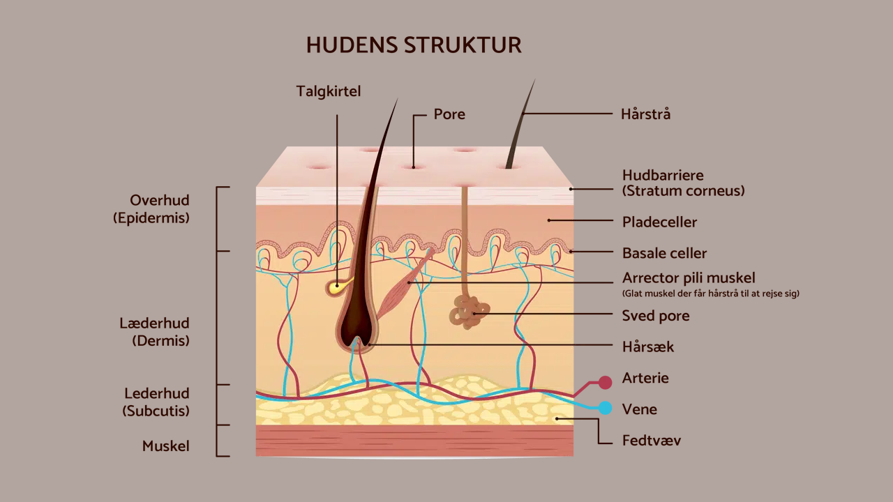 Hudens struktur