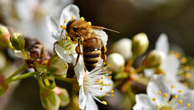 Bi og blomst